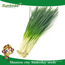 Suntoday vegetable F1 Organic garden buying online English water plantting green onion seed scallion (81003)